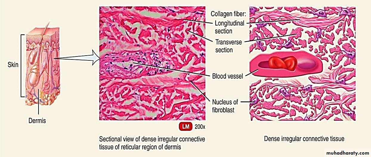 Connective tissue lec.5