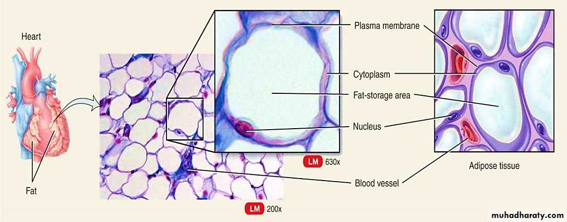 Connective tissue lec.5