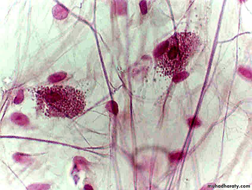 Histology Lab.2