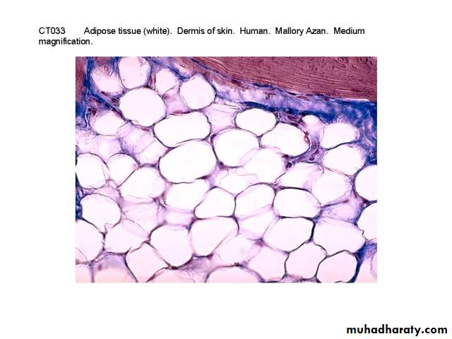 Histology Lab.2