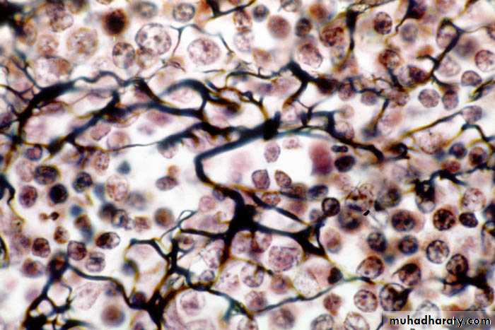 Histology Lab.2