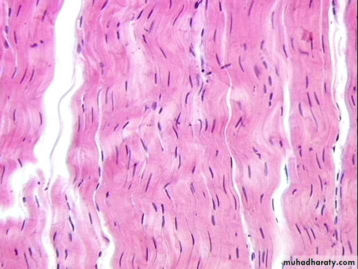 Histology Lab.2