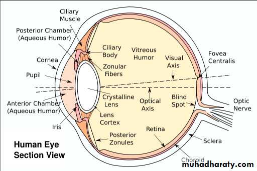 Visual and hearing