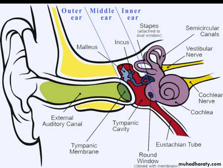 Visual and hearing