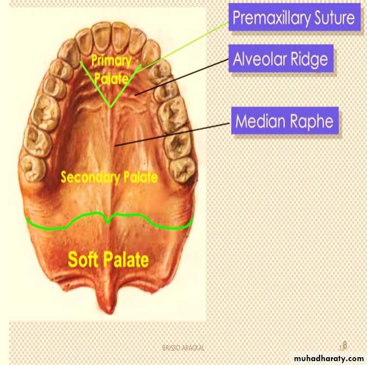 the head