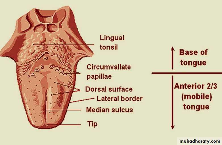 the head