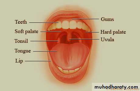 the head
