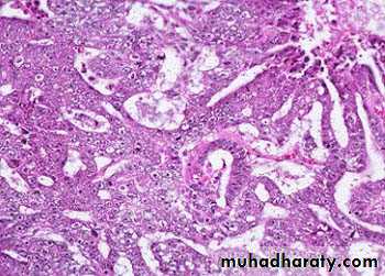 Male Reproductive System