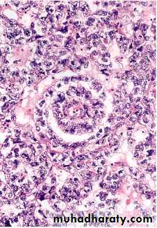 Male Reproductive System