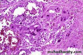 Male Reproductive System