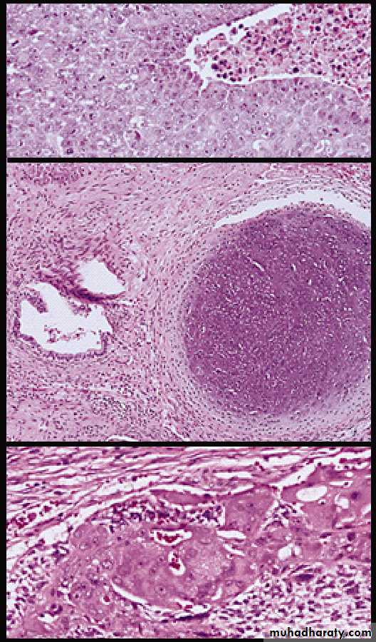 Male Reproductive System