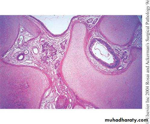Male Reproductive System