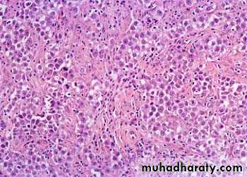 Male Reproductive System