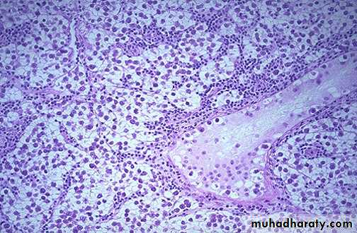Male Reproductive System