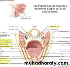Fascial spaces