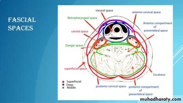 Fascial spaces