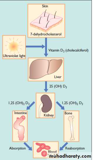 Gastrointestinal tract