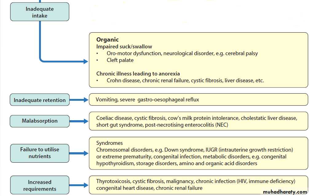 Gastrointestinal tract