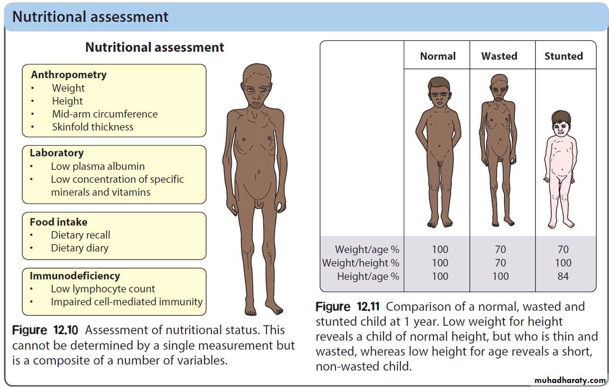 Gastrointestinal tract