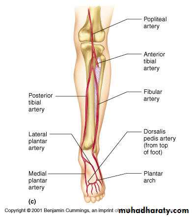 back of the leg