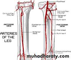 back of the leg