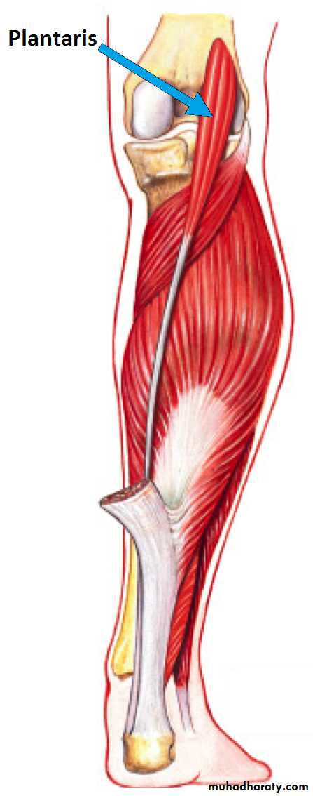 back of the leg