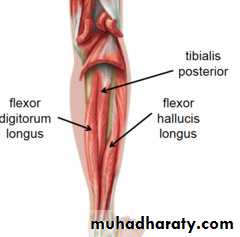 back of the leg
