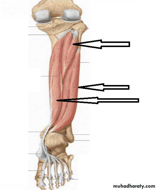 back of the leg