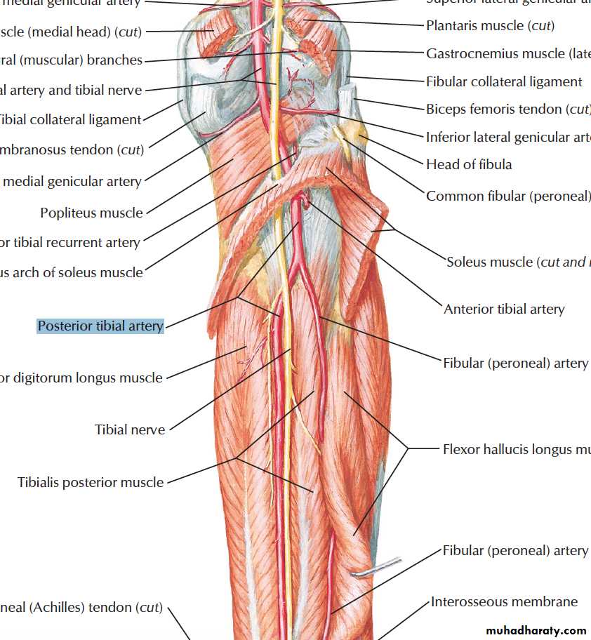 back of the leg