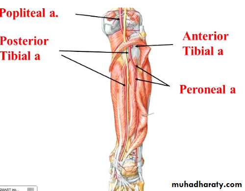 back of the leg