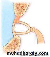 Middle Ear
