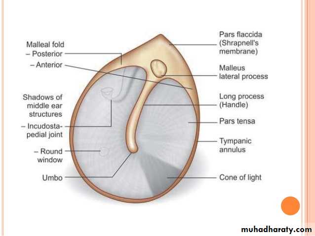 Anatomy_الفصل الثاني