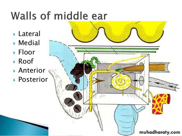 Anatomy_الفصل الثاني