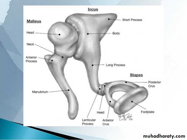 Anatomy_الفصل الثاني