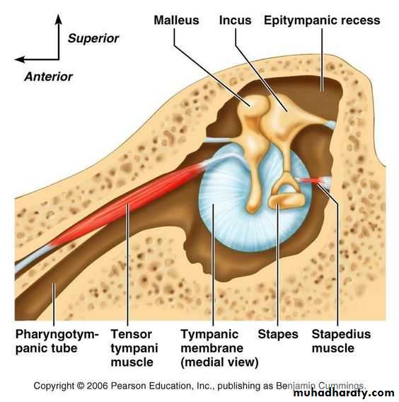 Anatomy_الفصل الثاني