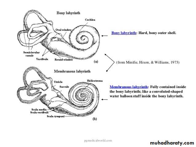 Anatomy_الفصل الثاني
