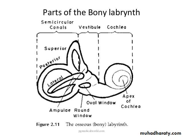 Anatomy_الفصل الثاني