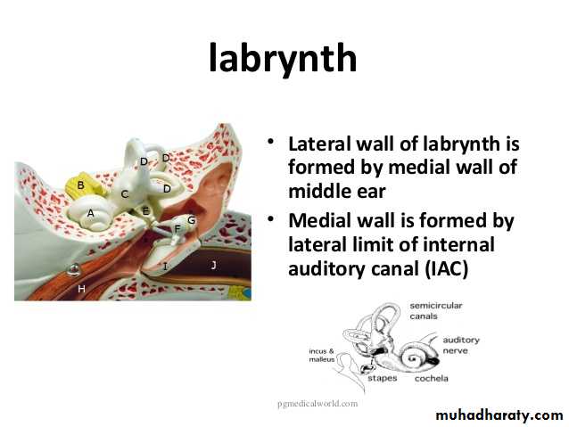 Anatomy_الفصل الثاني