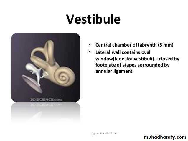 Anatomy_الفصل الثاني