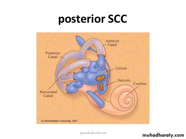 Anatomy_الفصل الثاني