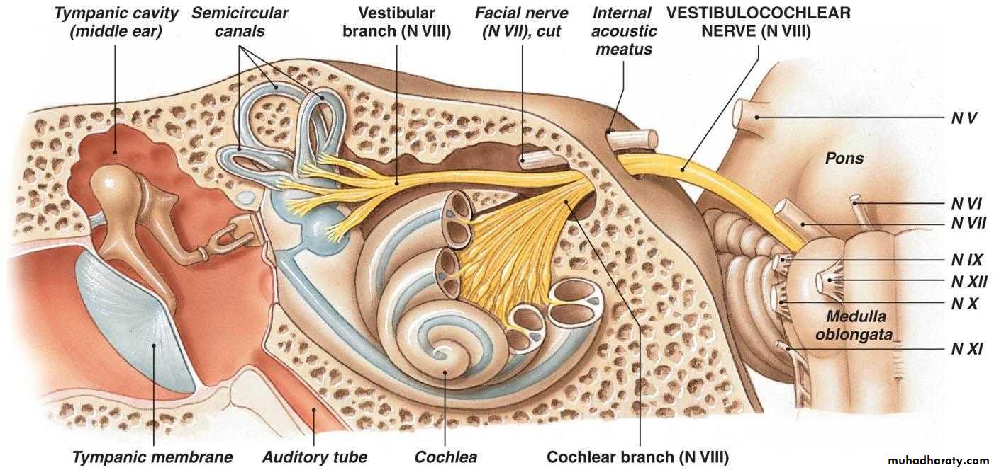 Anatomy_الفصل الثاني
