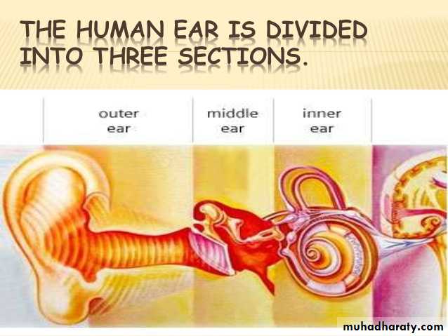 Anatomy_الفصل الثاني