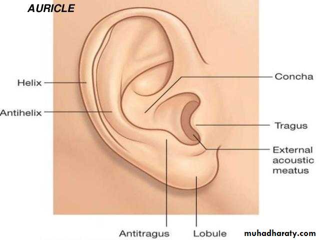 Anatomy_الفصل الثاني