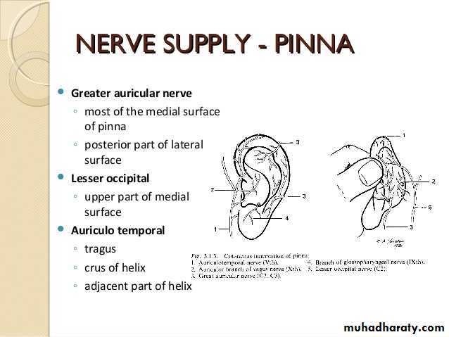 Anatomy_الفصل الثاني