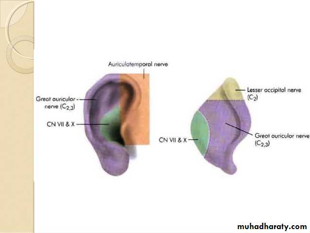 Anatomy_الفصل الثاني