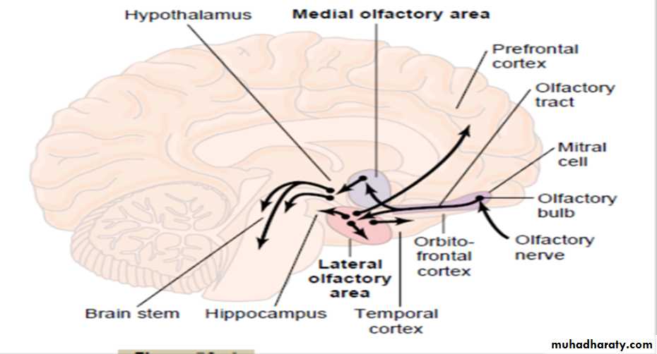 smell