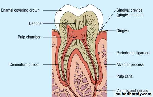 Oral histology