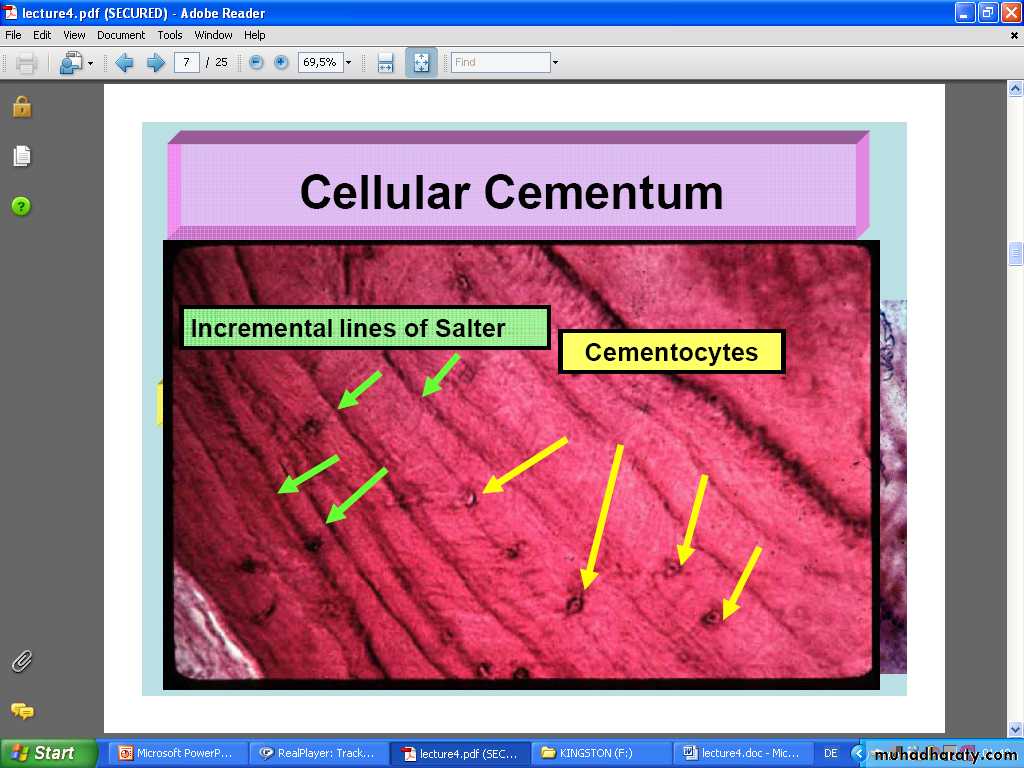 Oral histology