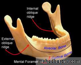 Oral histology