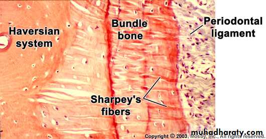 Oral histology